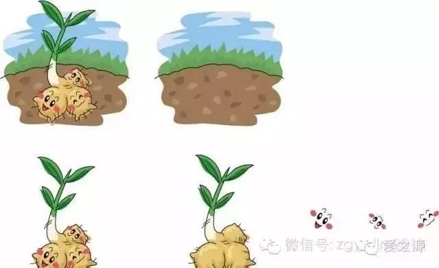 漫談姜話——揭開原始點內熱源的神秘面紗-七不姜 生姜養生網-明德CSA生態姜園&明安農業