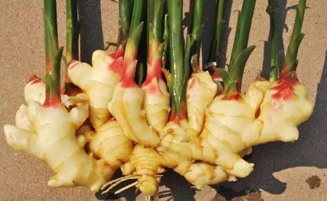 【生姜是啥？】難道不是調味料？-七不姜 生姜養生網-明德CSA生態姜園&明安農業