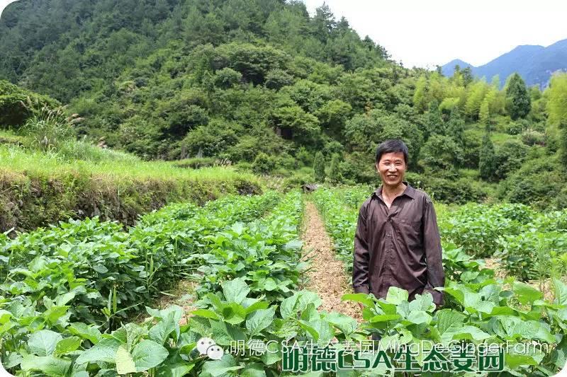 透明溯源 預售定制生態姜園7月新入股東介紹-浙江仙居吳金土