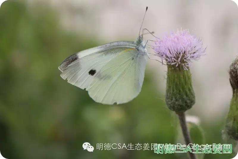 姜園告動物蟲鳥先生小姐書