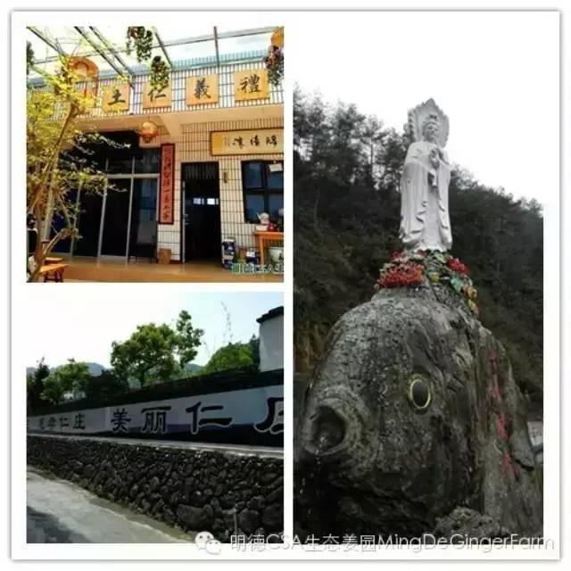 明德CSA生態姜園 浙江仙居仁莊村“七不”小黃姜基地介紹-七不姜 生姜養生網-明德CSA生態姜園&明安農業