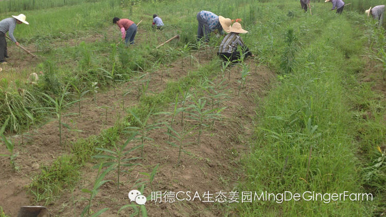 CSA會員鮮姜認購勞動份額&配送份額（1月份）