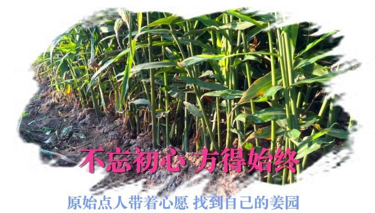 CSA生態姜園的選址：東方圣城曲阜姚村鎮現代農業科技示范園-七不姜 生姜養生網-明德CSA生態姜園&明安農業