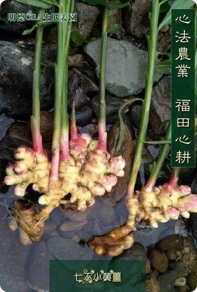 原始點醫療保健中 姜的應用2018.8 V13