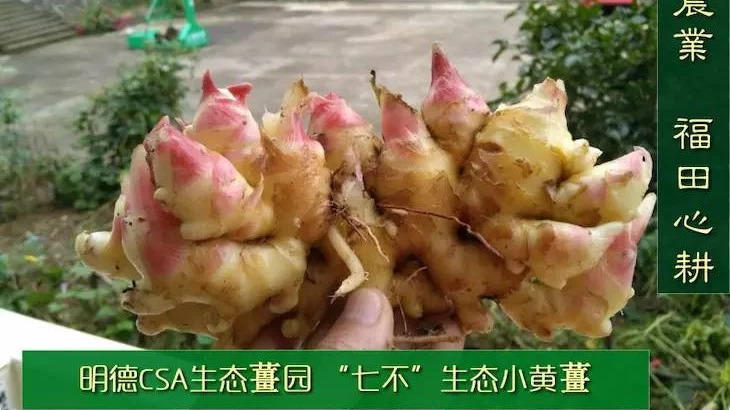 9月新鮮嫩姜新上市了! ‘七不’生態小黃姜生姜 嫩姜1斤 純正無污染鮮嫩小土姜 明安心法農業 福田心耕-七不姜 生姜養生網-明德CSA生態姜園&明安農業