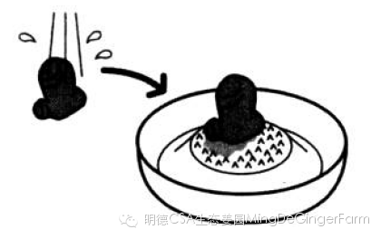 生姜養生法(7)石原式 “生姜紅茶”-自然醫學養生