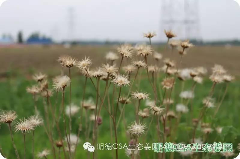 姜園告動物蟲鳥先生小姐書 姜園告動物蟲鳥先生小姐書