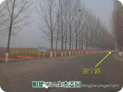 東方圣城 首善之地 至善小黃姜 4月開種活動預報