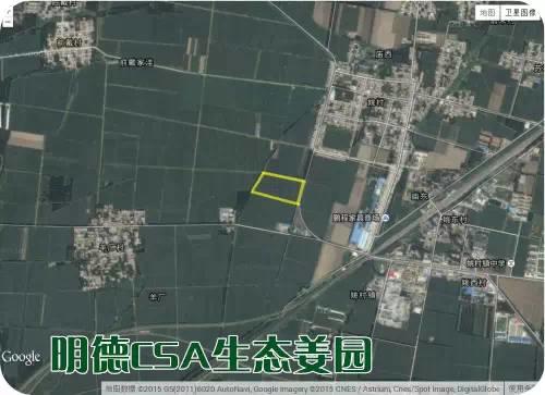 東方圣城 首善之地 至善小黃姜 4月開種活動預報