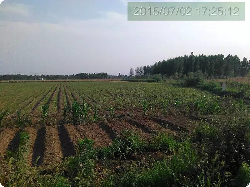 明德CSA生態姜園 姜東土地份額(勞動份額及配送份額)溝壟選購圖集 明德CSA生態姜園 姜東土地份額(勞動份額及配送份額)溝壟選購圖集