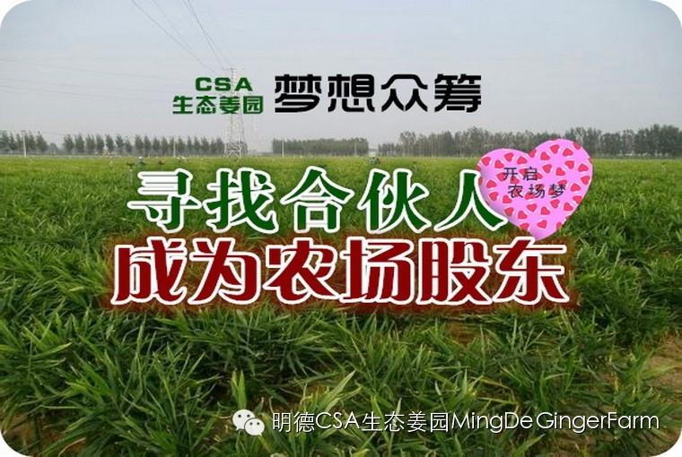 尋找姜園合伙人，邀您一起建設原始點原生態小黃姜農場-七不姜 生姜養生網-明德CSA生態姜園&明安農業