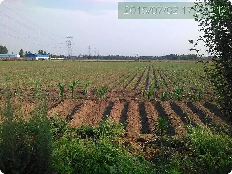 明德CSA生態姜園 姜東土地份額(勞動份額及配送份額)溝壟選購圖集 明德CSA生態姜園 姜東土地份額(勞動份額及配送份額)溝壟選購圖集