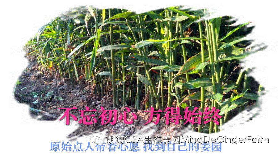 明德CSA生態姜園 招聘