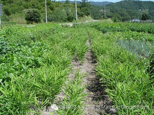 明德生態姜園2015年CSA會員有機生態鮮姜認購份額 (1月版) 明德生態姜園2015年CSA會員有機生態鮮姜認購份額 (1月版)
