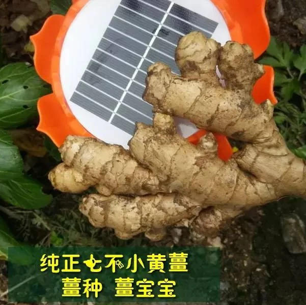 明安'七不'小黃姜 2018姜種1斤 心法農業明德姜園精選培育三代2017年留純種-七不姜 生姜養生網-明德CSA生態姜園&明安農業