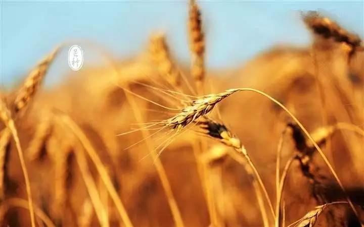 俗語說：芒種食姜，醫生不忙。