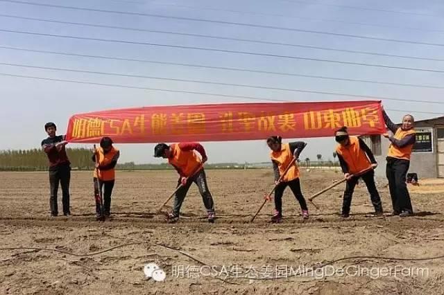 心法農業 明德CSA生態姜園 