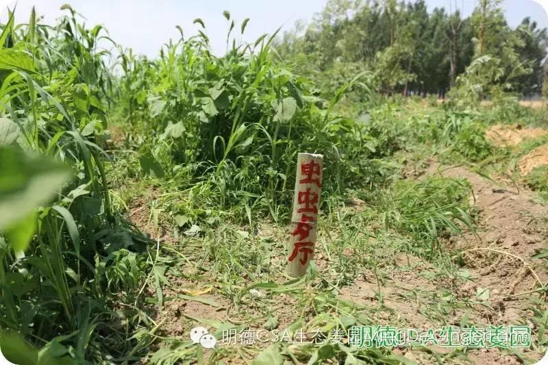 姜園告動物蟲鳥先生小姐書 姜園告動物蟲鳥先生小姐書
