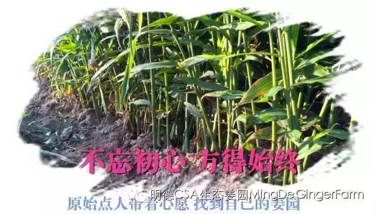 招募及誠聘-七不姜 生姜養生網-明德CSA生態姜園&明安農業