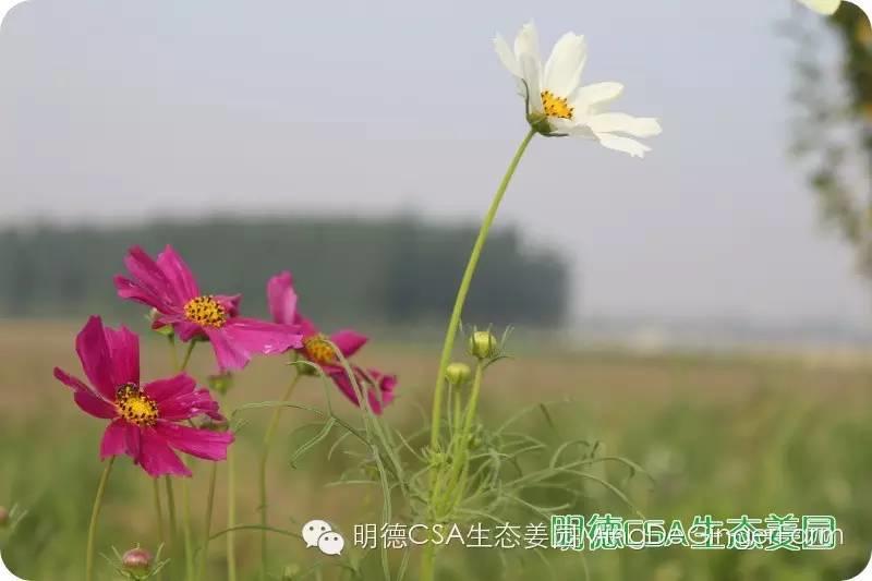姜園告動物蟲鳥先生小姐書 姜園告動物蟲鳥先生小姐書