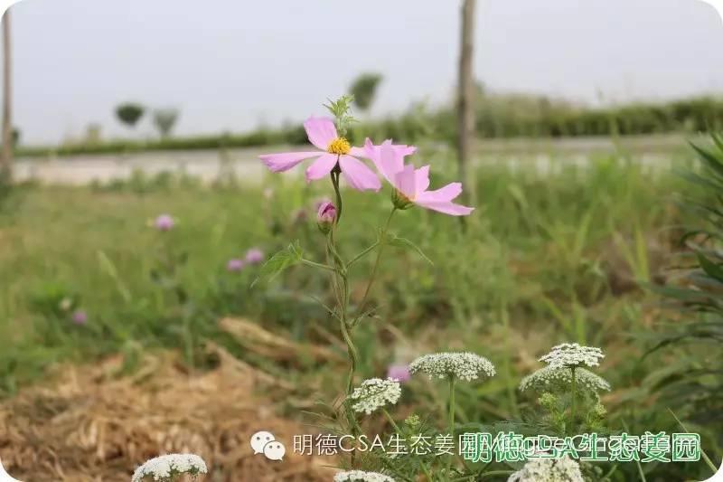 姜園告動物蟲鳥先生小姐書 姜園告動物蟲鳥先生小姐書
