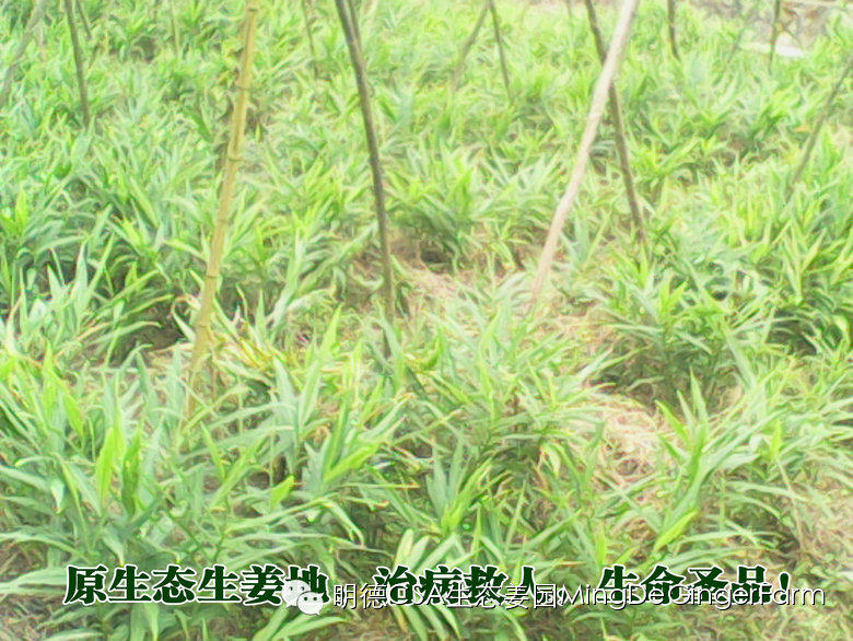 明德生態姜園2015年CSA會員有機生態鮮姜認購份額  （1月版）