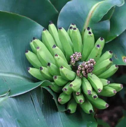 香蕉和姜能同時吃嗎？-七不姜 生姜養生網-明德CSA生態姜園&明安農業