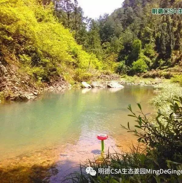 【原始點須知】姜的品質很重要,如何挑選呢?-七不姜 生姜養生網-明德CSA生態姜園&明安農業