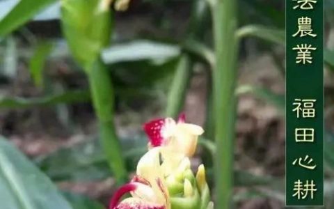 ?紅糖姜粉炒白面｜DIY溫熱代餐粉調好“老胃病”-七不姜 生姜養生網-明德CSA生態姜園&明安農業