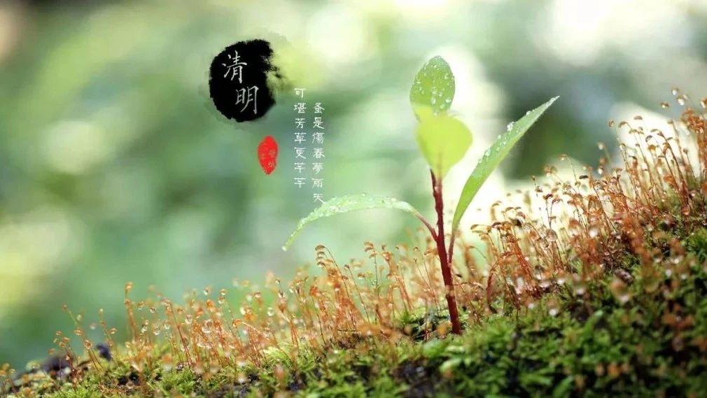 清明，祭祖掃墓，祭奠英烈！國人的感恩節！-七不姜 生姜養生網-明德CSA生態姜園&明安農業