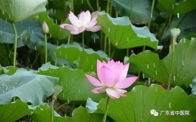 夏至養生要點,中醫專家話你知-七不姜 生姜養生網-明德CSA生態姜園&明安農業