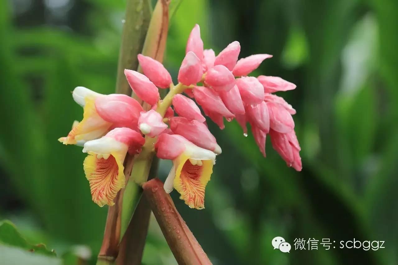 四月姜園 醉美姜花-七不姜 生姜養生網-明德CSA生態姜園&明安農業