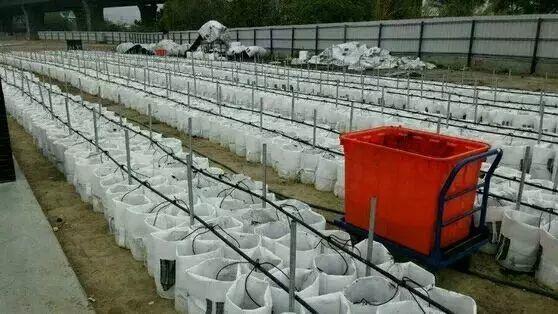 嫩薑、子薑美觀可口。民眾很喜歡品嘗。大家看完此文就不敢再吃了！知道為什么嗎？