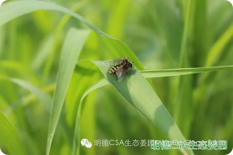 姜園告動物蟲鳥先生小姐書 姜園告動物蟲鳥先生小姐書
