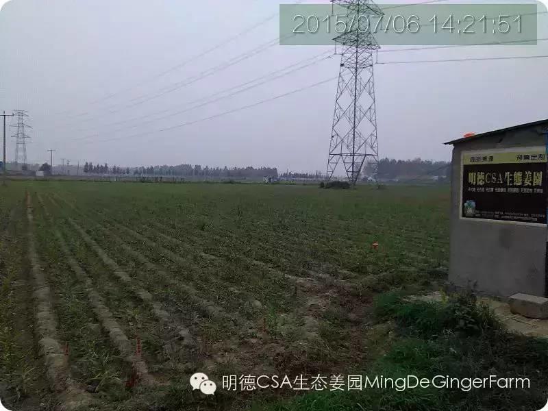 明德CSA生態姜園 姜東土地份額（勞動份額及配送份額）溝壟選購圖集-七不姜 生姜養生網-明德CSA生態姜園&明安農業