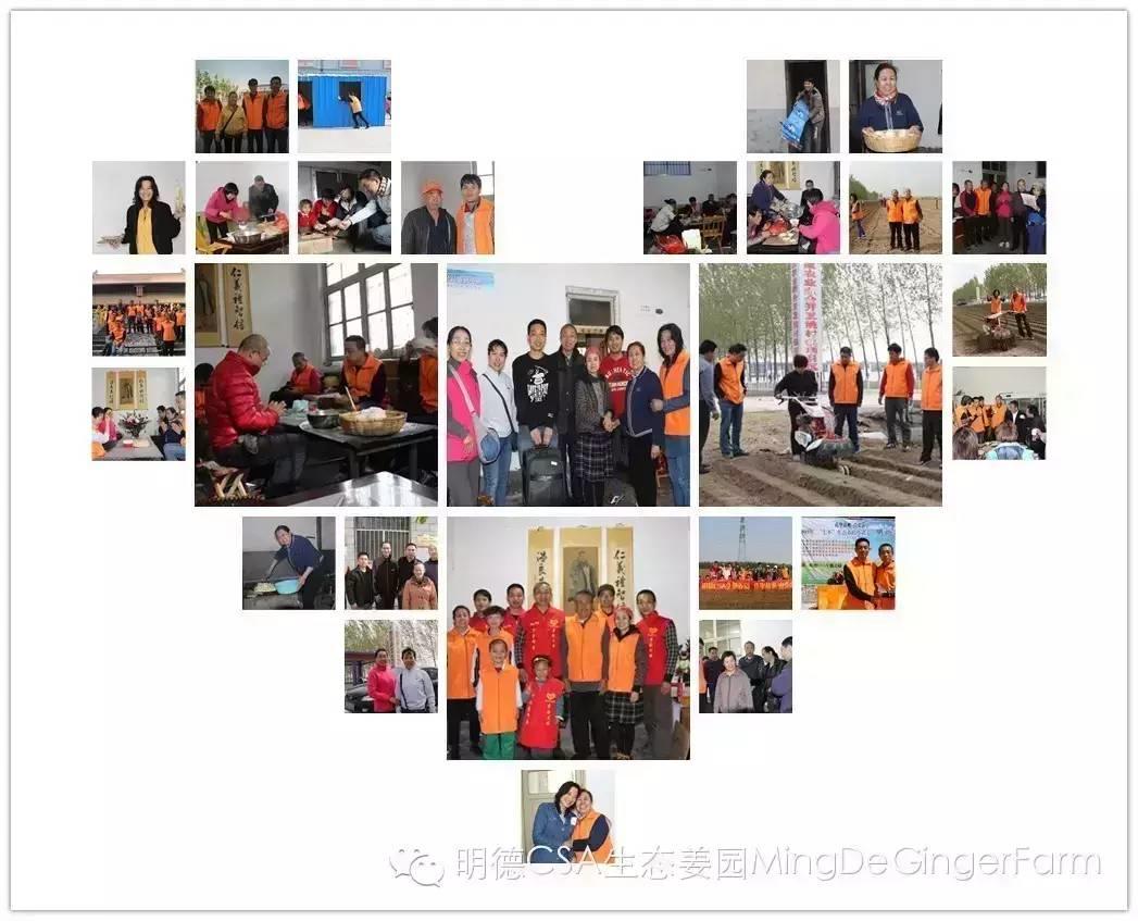 【2015年“七不”生態養植小黃姜開鋤節】曲阜明德姜園行 見聞-七不姜 生姜養生網-明德CSA生態姜園&明安農業