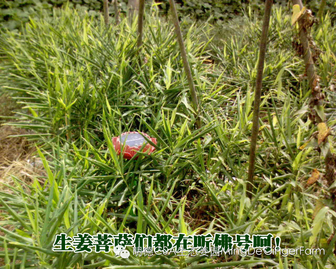 明德生態姜園2015年CSA會員有機生態鮮姜認購份額 (1月版) 明德生態姜園2015年CSA會員有機生態鮮姜認購份額 (1月版)