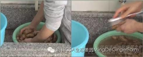 [姜的應用分享] 姜粉制作與使用方法及用姜粉刷牙