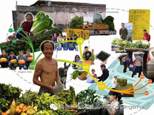 農業眾籌：體驗為主回報為輔-七不姜 生姜養生網-明德CSA生態姜園&明安農業