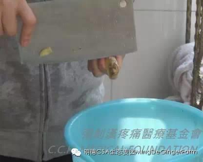 [姜的應用分享] 姜粉制作與使用方法及用姜粉刷牙