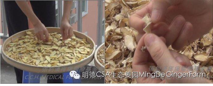 [姜的應用分享] 姜粉制作與使用方法及用姜粉刷牙