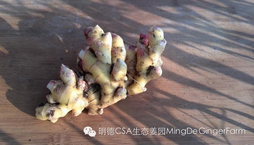 明德生態姜園:CSA+O2O-七不姜 生姜養生網-明德CSA生態姜園&明安農業