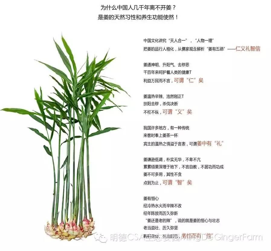 傳統姜文化與名人說 傳統姜文化與名人說