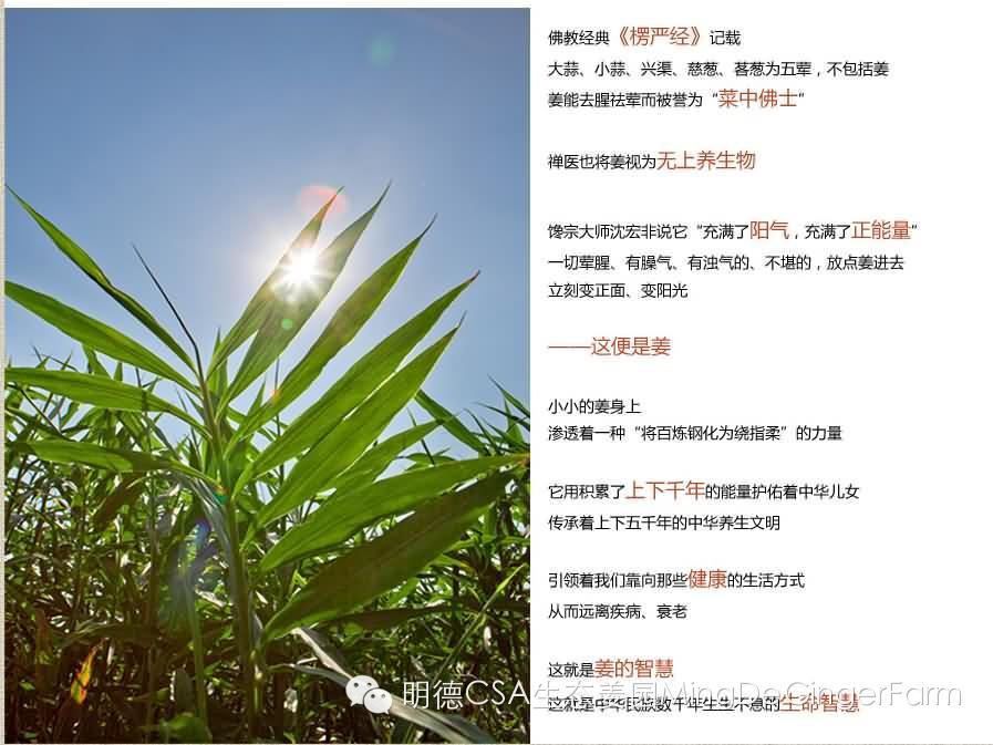 傳統姜文化與名人說 傳統姜文化與名人說