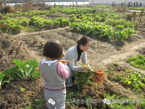 CSA社區支持農業 CSA社區支持農業