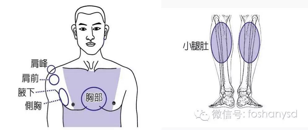 各部位原始點位置及其涵蓋范圍 (上下背部)