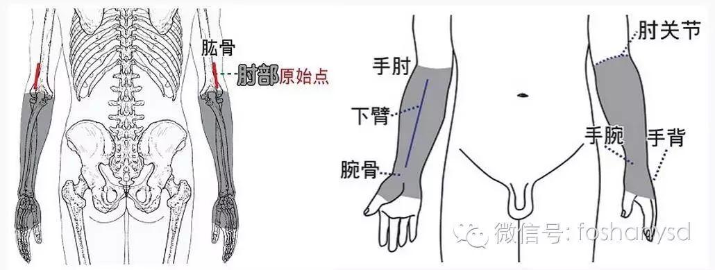 各部位原始點位置及其涵蓋范圍 (足背部 肘部 手背部)