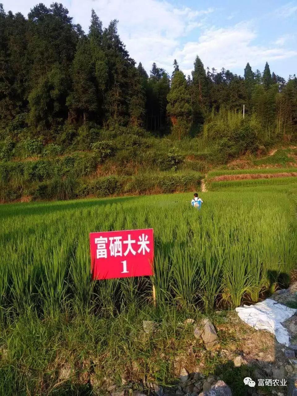 【富硒農業】發展富硒水稻產業，助力農民增收、農業增效、人民增壽-七不姜 生姜養生網-明德CSA生態姜園&明安農業