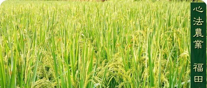 心法農業硒都海倫黑土寒地香稻七不水稻大米開售了！ 寒地世界頂級品種 首創 心法農業 福田心耕恭獻-七不姜 生姜養生網-明德CSA生態姜園&明安農業