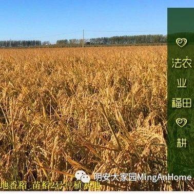 CSA委托七不種植 黑龍江硒都海倫 水稻土地配送份額1分-1畝 寒地世界頂級品種苗稻2號 2019年CSA土地份額認購-七不姜 生姜養生網-明德CSA生態姜園&明安農業